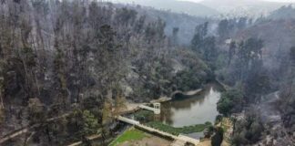 Opinión Renaciendo de las cenizas: perspectivas ambientales tras los incendios en Valparaíso