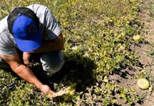 Proyecto busca mejorar sistema inmune en melones y sandías