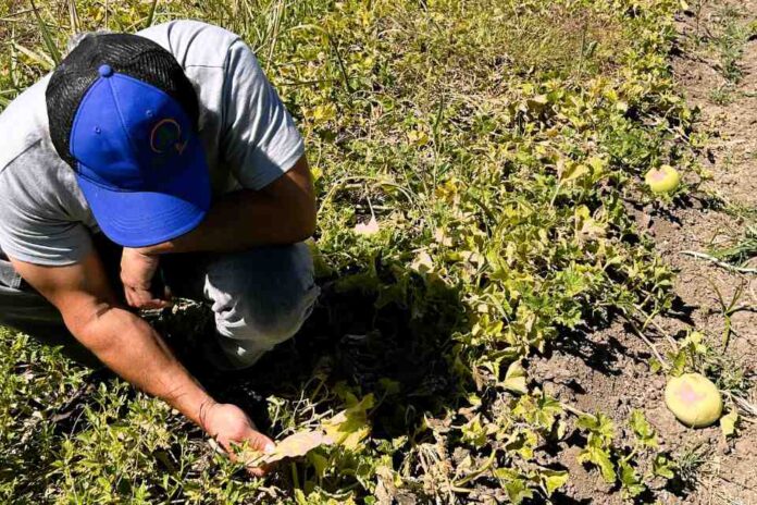 Proyecto busca mejorar sistema inmune en melones y sandías