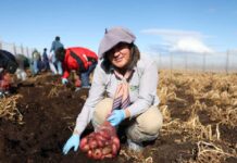 Región de Magallanes “El semillero más austral del país” ha logrado producir más de 130 toneladas de papas en los últimos tres años