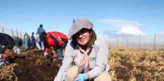 Región de Magallanes “El semillero más austral del país” ha logrado producir más de 130 toneladas de papas en los últimos tres años