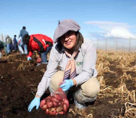 Región de Magallanes “El semillero más austral del país” ha logrado producir más de 130 toneladas de papas en los últimos tres años