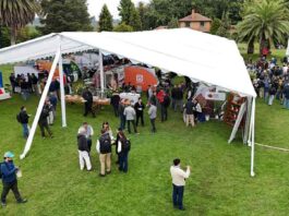 Región del Maule se consagró como la capital del avellano europeo Región del Maule se consagró como la capital del avellano europeo