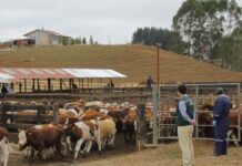 SAG en alerta por detección en Estados Unidos de vacas lecheras positivas a influenza aviar