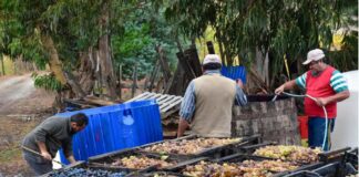 Seremi de Agricultura y SAG refuerzan medidas para transparentar comercio de uva vitivinícola en el Valle del Itata