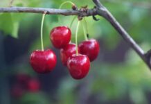 La temporada de cerezas en Chile se extiende de finales de noviembre a febrero, en armonía con festivales alrededor del mundo, especialmente las celebraciones del Año Nuevo Chino en el primer trimestre del año. Las cerezas simbolizan la buena suerte en la tradición china y se produce un aumento de la demanda durante esta época festiva cada año, cautivando a las personas de la región con su dulzura y color vibrante.