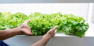 WeFarm: La startup chilena que comenzará a construir granjas modulares comunitarias para el sector minero del país
