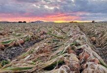 Conozca tu negocio: se trata de uniformidad y calidad, dicen los productores de cebollas. 