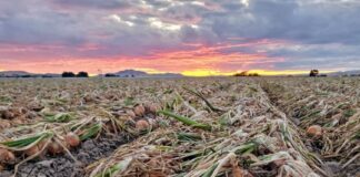 Conozca tu negocio: se trata de uniformidad y calidad, dicen los productores de cebollas. 