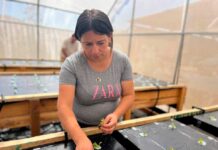 Agricultores de Limarí y Choapa ahorran agua con sistema de cultivo hidropónico