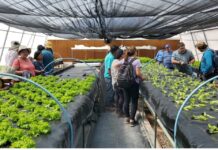 Agricultores de la comuna de San Pedro de Atacama profundizan conocimientos en hidroponía a través de una capacitación