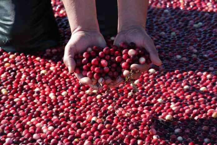 Chile se consolida como uno de los principales productores de arándanos en el mundo