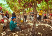 Bayer ForwardFarming: 70 estudiantes de Agronomía de la Universidad de Chile participan en recorrido por campo sustentable