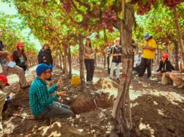 Bayer ForwardFarming: 70 estudiantes de Agronomía de la Universidad de Chile participan en recorrido por campo sustentable