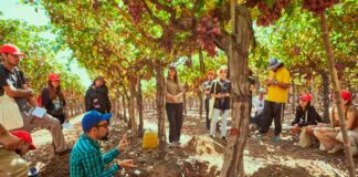 Bayer ForwardFarming: 70 estudiantes de Agronomía de la Universidad de Chile participan en recorrido por campo sustentable