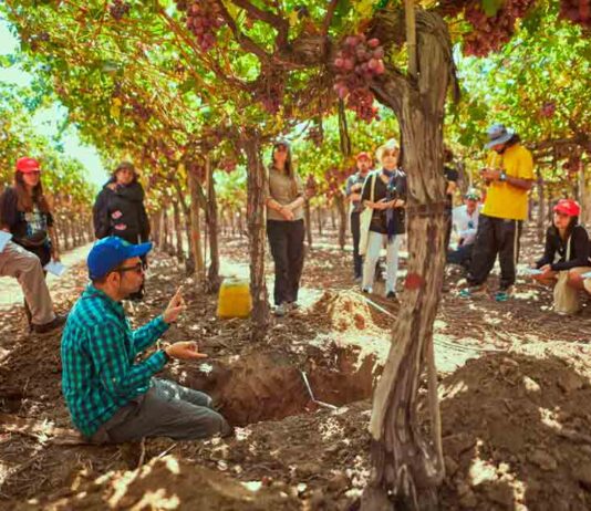 Bayer ForwardFarming: 70 estudiantes de Agronomía de la Universidad de Chile participan en recorrido por campo sustentable