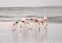 Censo estival de flamencos altoandinos en Reserva Nacional destacó por alta presencia de ejemplares juveniles