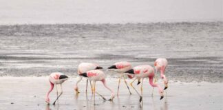 Censo estival de flamencos altoandinos en Reserva Nacional destacó por alta presencia de ejemplares juveniles