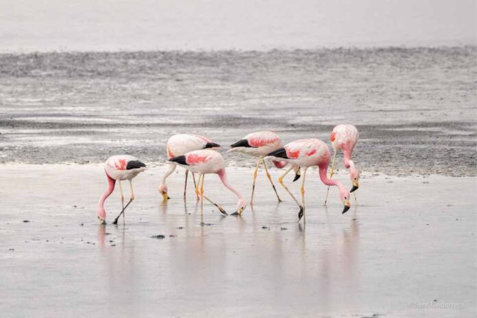 Censo estival de flamencos altoandinos en Reserva Nacional destacó por alta presencia de ejemplares juveniles