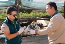 Chile logra la erradicación del síndrome reproductivo y respiratorio porcino