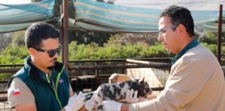 Chile logra la erradicación del síndrome reproductivo y respiratorio porcino