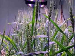 El boom de la edición genética en la agricultura mundial