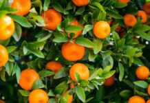 Comité de Cítricos de Frutas de Chile: Estima que las exportaciones de cítricos chilenos bajarían un 4% la temporada 2024