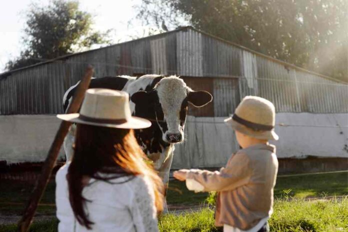 Informe revela despreocupación de sector financiero por el bienestar animal y sostenibilidad de sistemas alimentarios