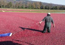 La historia detrás de Ocean Spray y Cran Chile, los mayores productores de Cranberry a nivel mundial