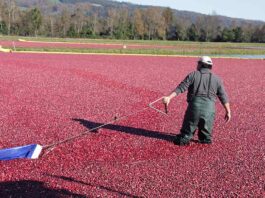 La historia detrás de Ocean Spray y Cran Chile, los mayores productores de Cranberry a nivel mundial