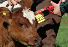 Más de 10 mil productores de la región de Los Lagos declararon sus animales en el SAG