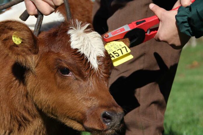 Más de 10 mil productores de la región de Los Lagos declararon sus animales en el SAG