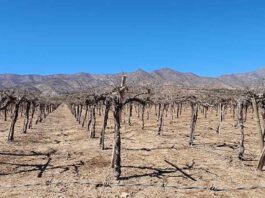 Zonas productivas sin agua en Coquimbo: dirigentes y regantes acuerdan presionar por medidas concretas para sobrevivir la sequía