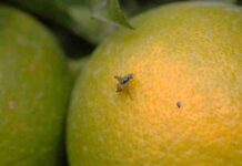 Mosca de la Fruta: ¿Por qué es tan temido su ingreso a Chile?