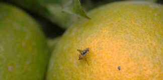 Mosca de la Fruta: ¿Por qué es tan temido su ingreso a Chile?