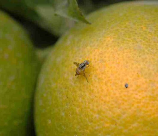 Mosca de la Fruta: ¿Por qué es tan temido su ingreso a Chile?