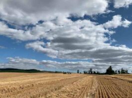 Instituto de Ciencias Agrícolas de Nestlé firma alianza con INIA para investigar aplicación de prácticas regenerativas en el cultivo de cereales