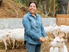 Productoras del Limarí impulsan la “Ruta del Queso de Cabra” para estimular el turismo y las ventas locales