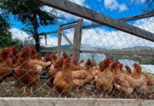 Productores desarrollan y potencian el rubro avícola en la región de Aysén