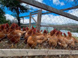 Productores desarrollan y potencian el rubro avícola en la región de Aysén