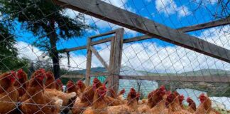 Productores desarrollan y potencian el rubro avícola en la región de Aysén