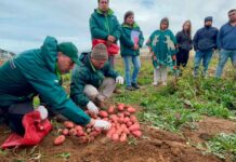 Productores/as cosechan ensayos  de nuevas  variedades de papa en la provincia de Arauco