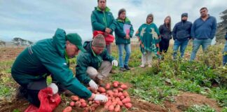 Productores/as cosechan ensayos  de nuevas  variedades de papa en la provincia de Arauco