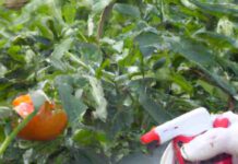 Proyecto busca obtener tomates, lechugas y cebollas agroecológicas utilizando biocontroladores