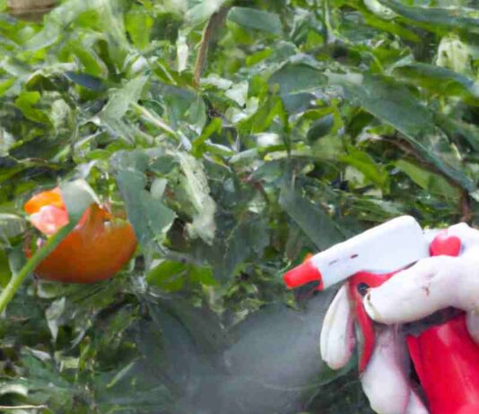 Proyecto busca obtener tomates, lechugas y cebollas agroecológicas utilizando biocontroladores