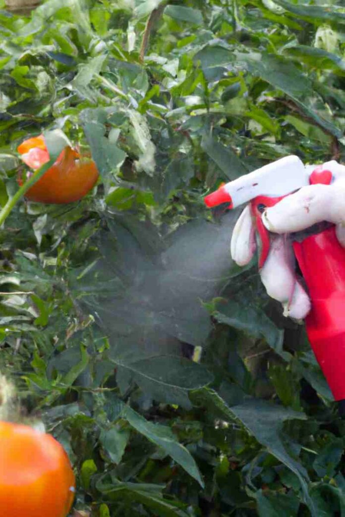 Proyecto busca obtener tomates, lechugas y cebollas agroecológicas utilizando biocontroladores