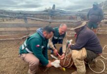 Rebaños de animales comienzan a regresar desde las veranadas en la provincia de Biobío