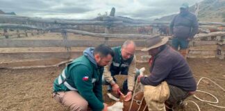 Rebaños de animales comienzan a regresar desde las veranadas en la provincia de Biobío