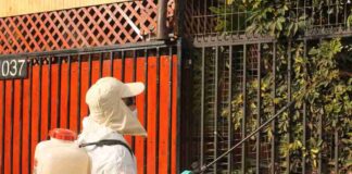 Tras la detección de ejemplares de la mosca de la fruta en San Bernardo comienza campaña de erradicación