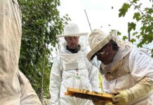 Tres apicultores de Santa Bárbara exportan abejas reinas a Canadá (1)